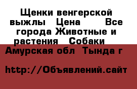 Щенки венгерской выжлы › Цена ­ 1 - Все города Животные и растения » Собаки   . Амурская обл.,Тында г.